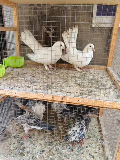 Lucky kabutar for sale