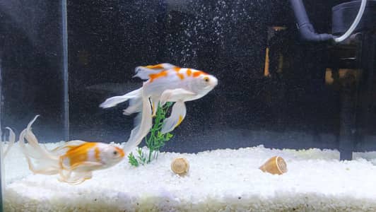 High Fin shubankins koi fish