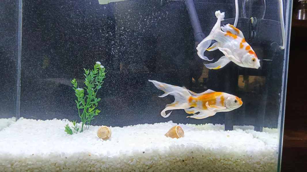 High Fin shubankins koi fish — photo 2