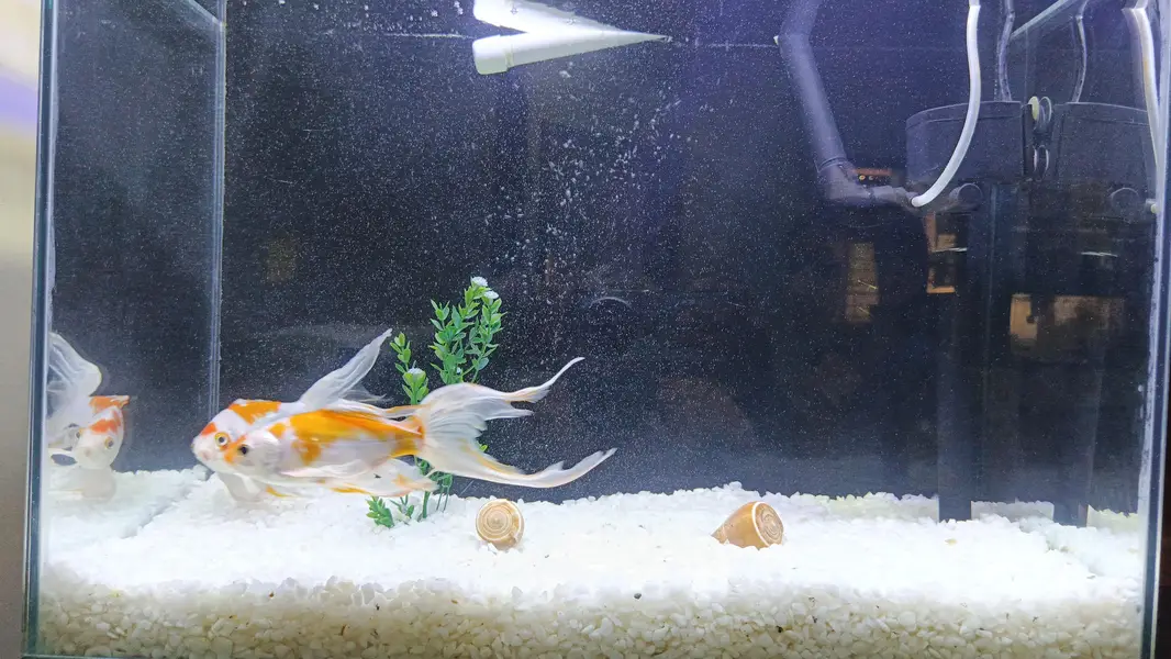 High Fin shubankins koi fish — photo 3