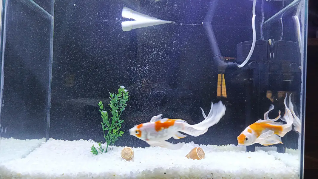 High Fin shubankins koi fish — photo 4