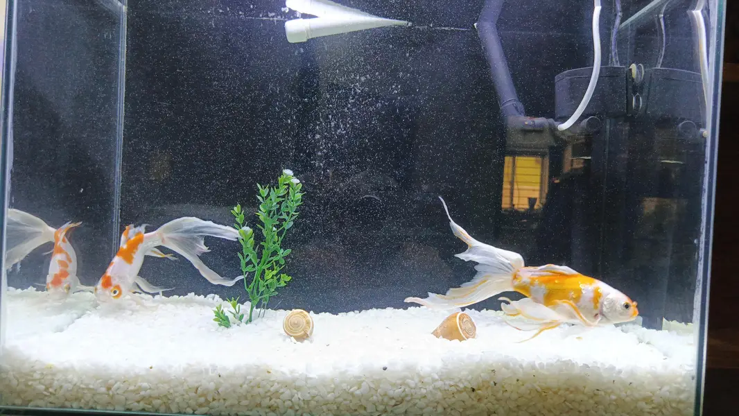 High Fin shubankins koi fish — photo 5