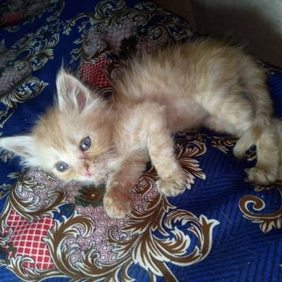 Persian triple coat male kitten