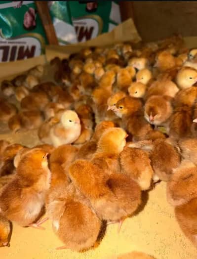 black Austrlorp or RiR cheeks for sale