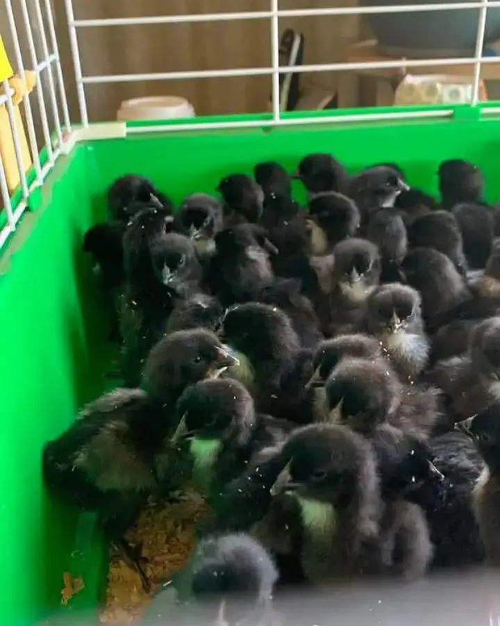 black Austrlorp or RiR cheeks for sale — photo 3