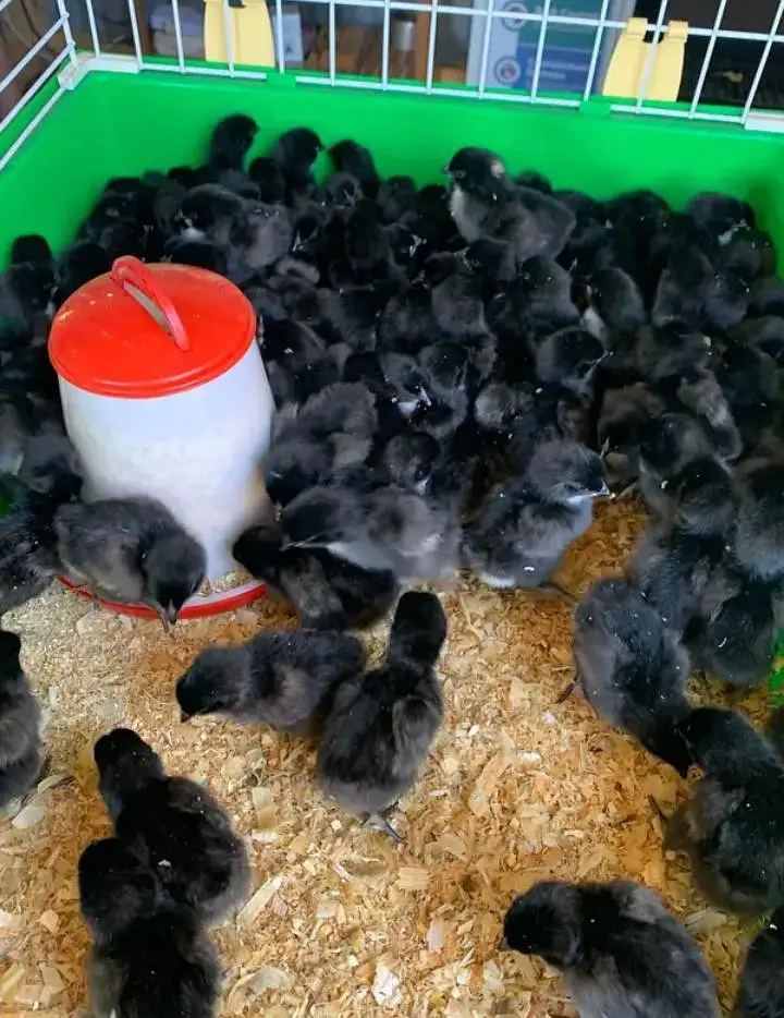 black Austrlorp or RiR cheeks for sale — photo 4