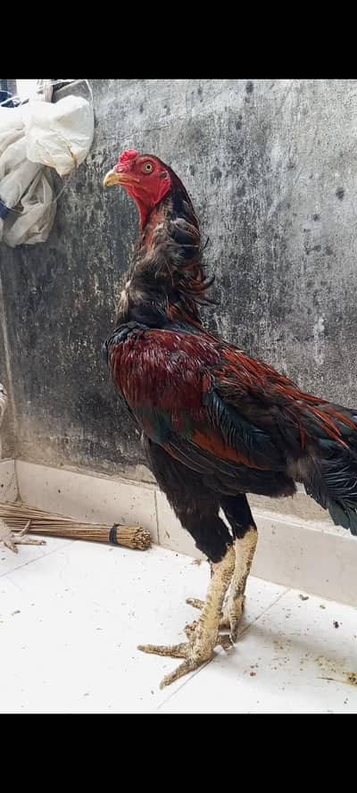 Aseel amroha yaqut color murgha or 3 murghi Aseel same breed