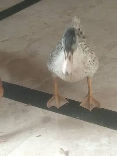 duck and 2 hens chicks