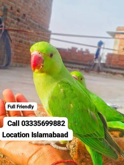 Final 5,500 Hand Tamed Friendly Green Ring Neck Male Parrot Jumbo Size