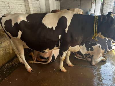 Australian cows | گائے |  Frisian Cow | Gae | Bhens | Lahore