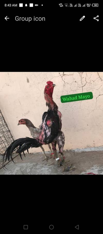 import burmi pthy pthiya
