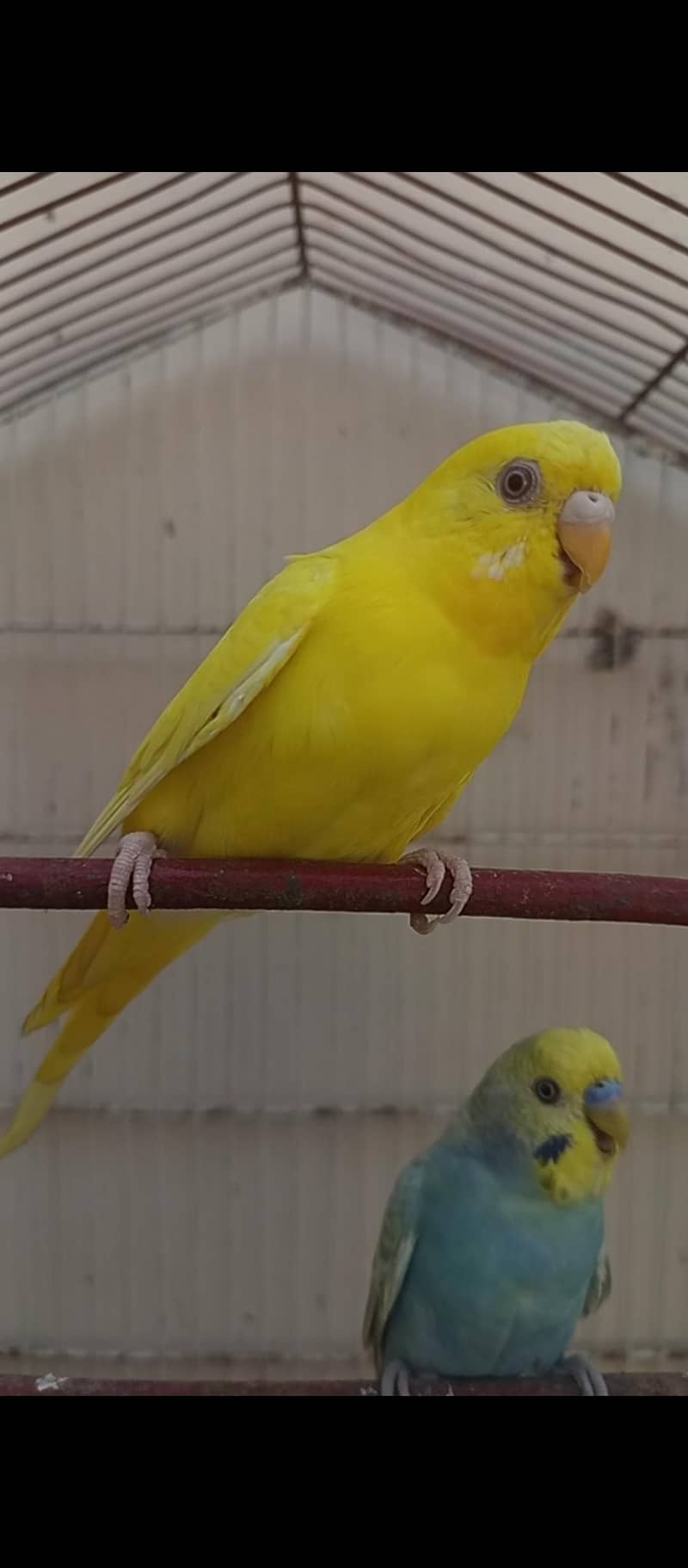 RAINBOW pair 1