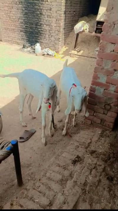 Rajan puri bakri