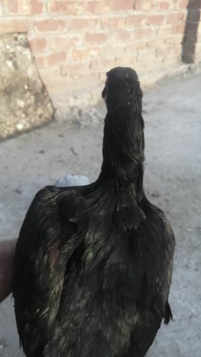 high quality aseel Mugri aseel hen pure aseel me thai cross me