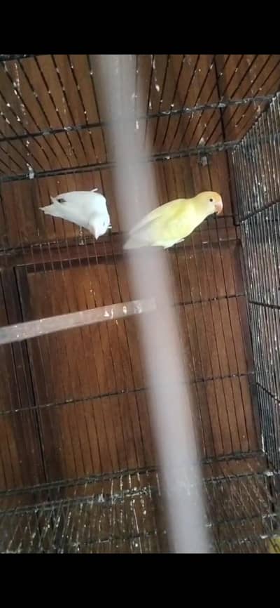 breeder piece for sale only faisalabad