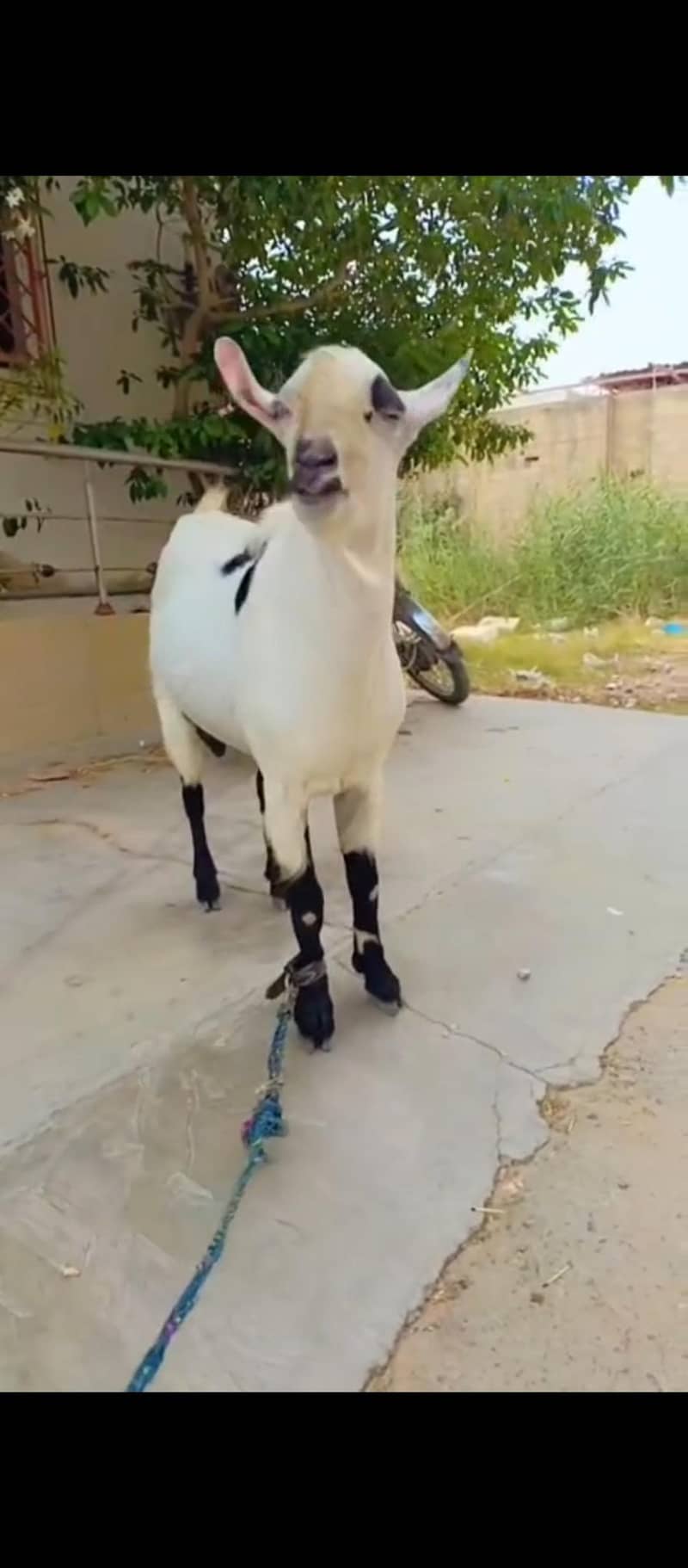 Abluck Tedda Breader 1