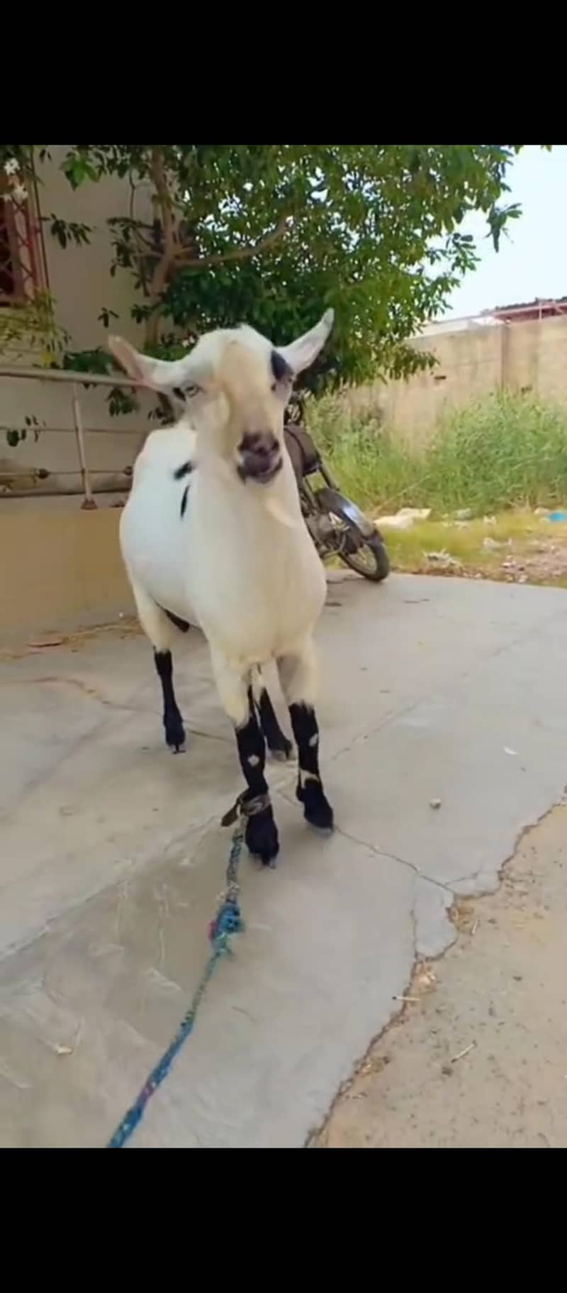 Abluck Tedda Breader 2