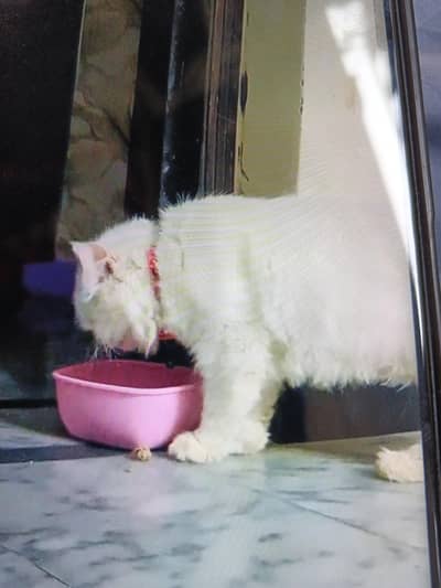 persion cat