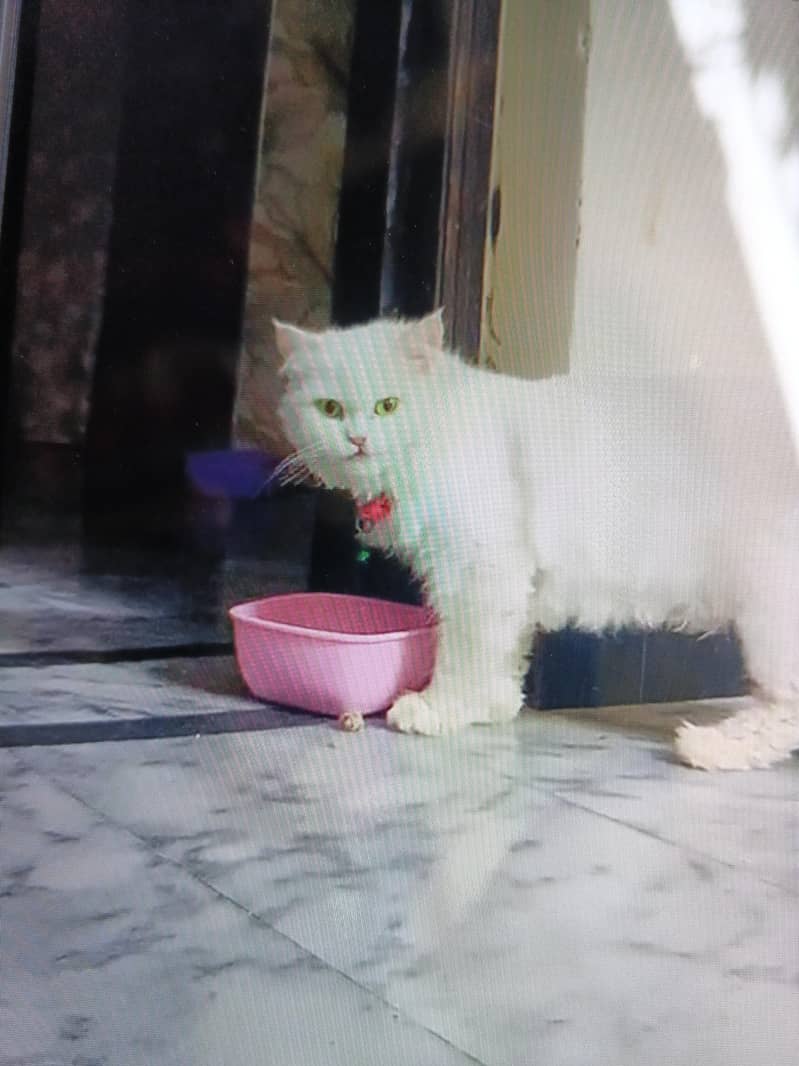 persion cat 1