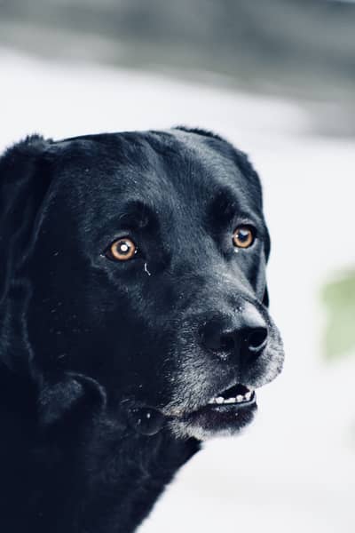 American labrador for breeding