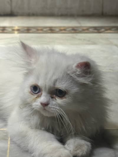 2 piece persian kitten doll face double coated.