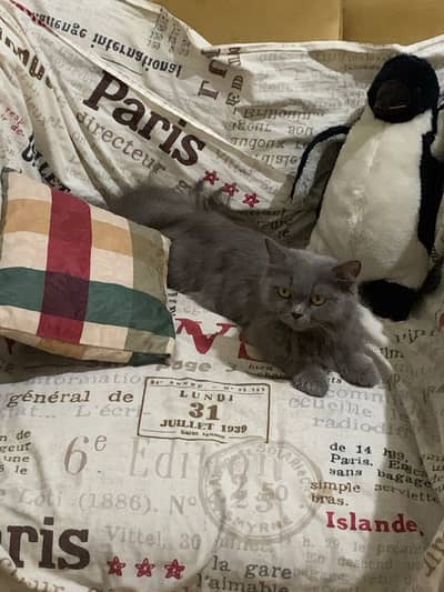 Persian Cat with 4 kitten
