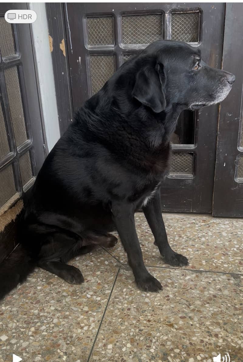 for breeding only 2