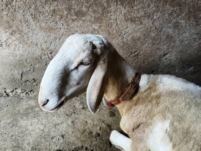 Sheep