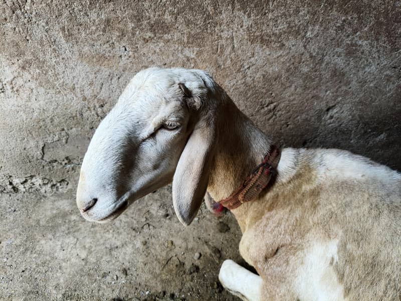 Sheep 0