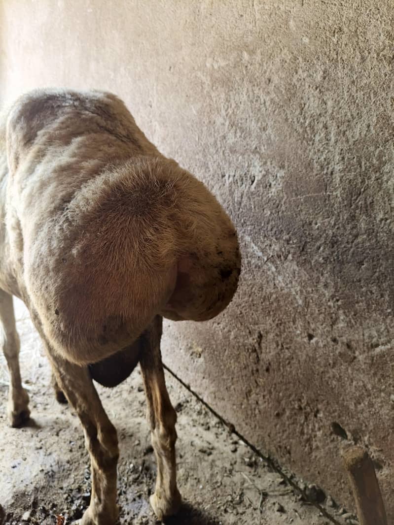 Sheep 3