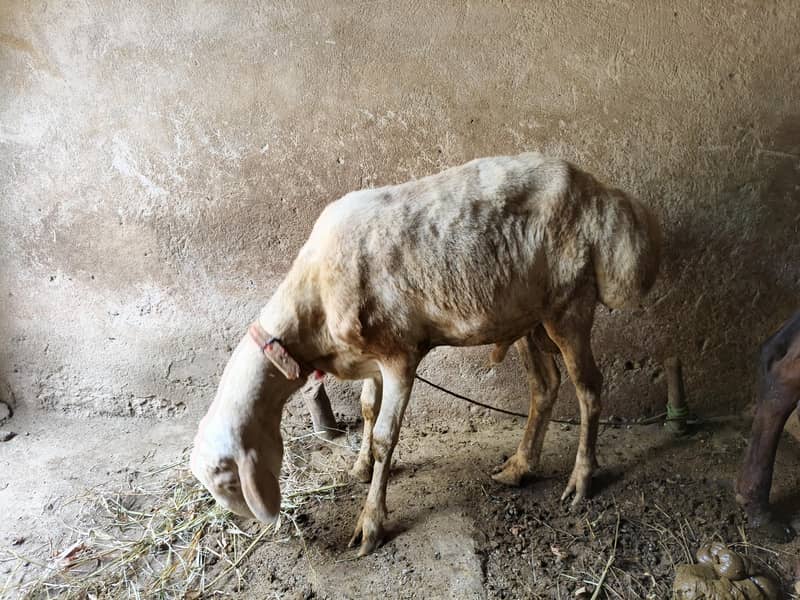 Sheep 4