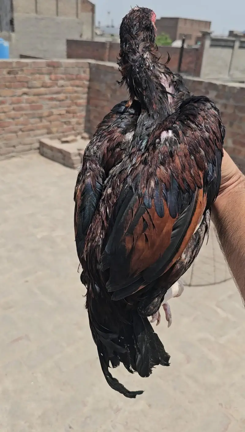 Aseel Mianwali Patha — photo 2