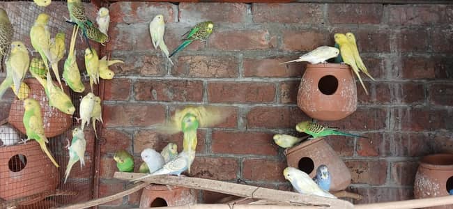Breeder Budgies parrots 