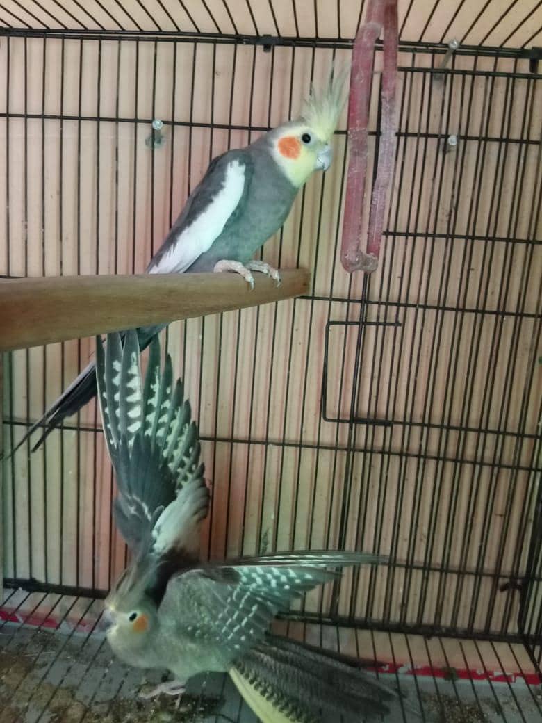 cocktail 2
