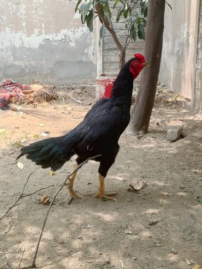 aseel murga for sale ekadad