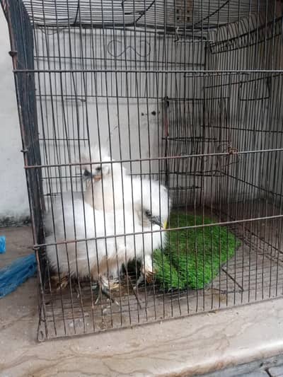 silkie Chicks pair