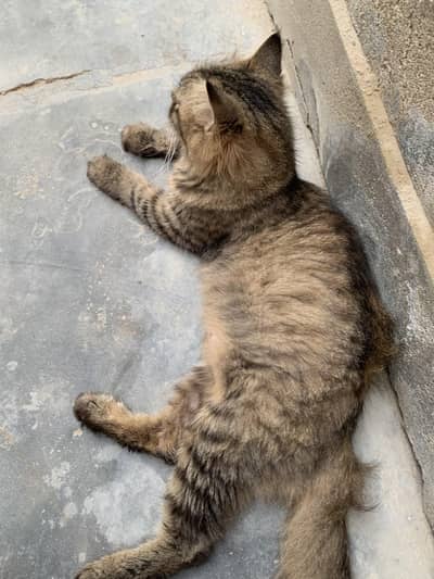 female cat
