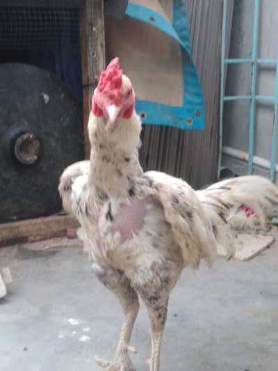 2 female white 1 male hira Halka black shed aaya Howa he