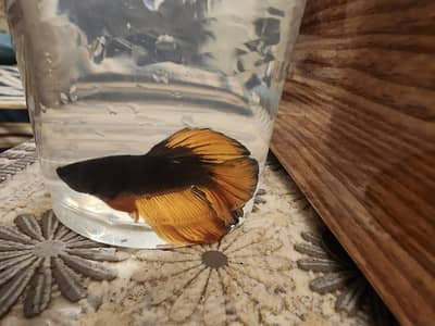 Male "Mustard gas" betta with fish tank