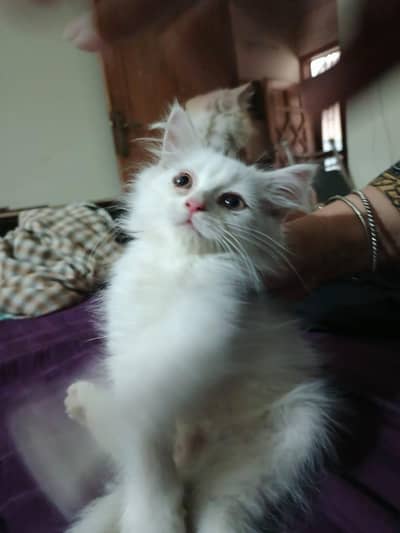 3 Months Male Persian White Kitten
