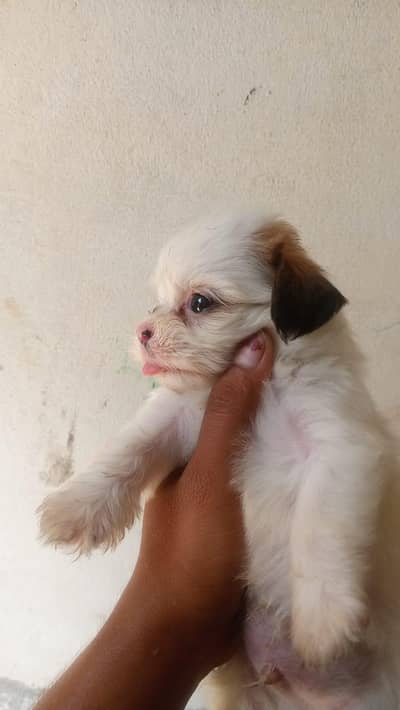 shih tzu dogs