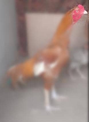 aseel murga urgent for sale