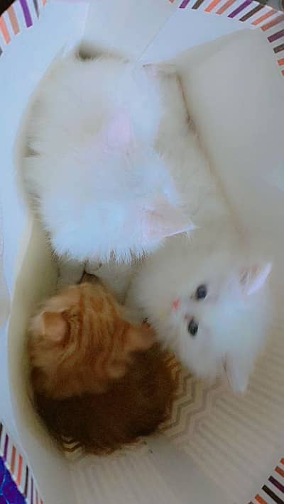 Persian kittens male female