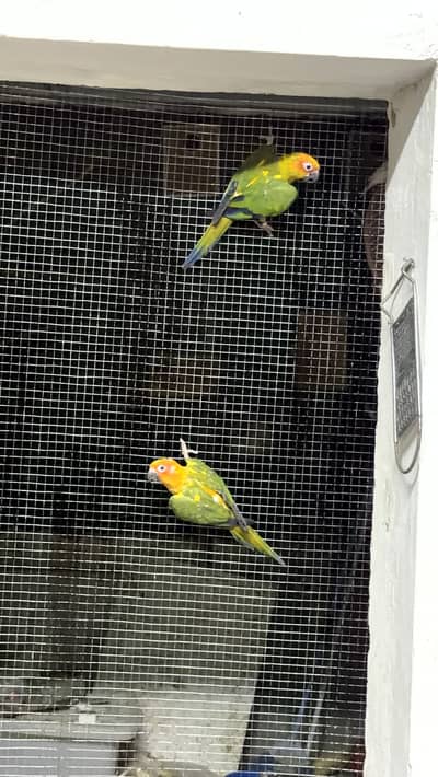 Sun conure pair and sun cheek