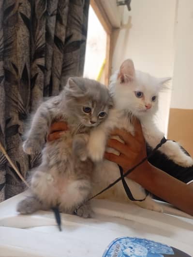 white and grey doll face triple coat kitten