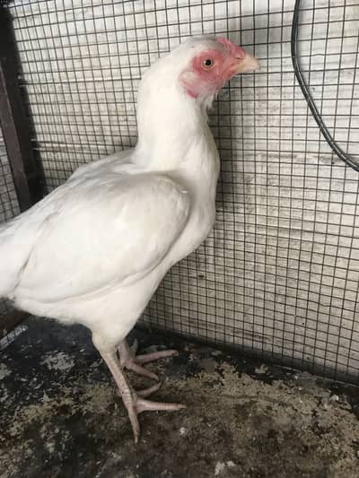 Hera bird female