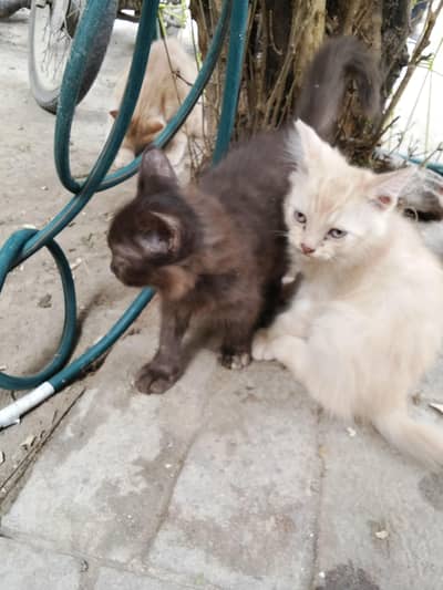 catoo