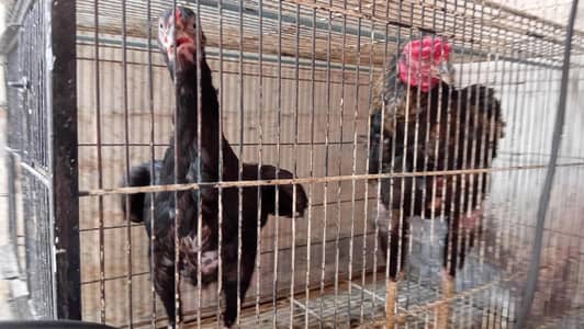 */pur jawa/2year age/pur thai/1.5 year age/pair for sale*///