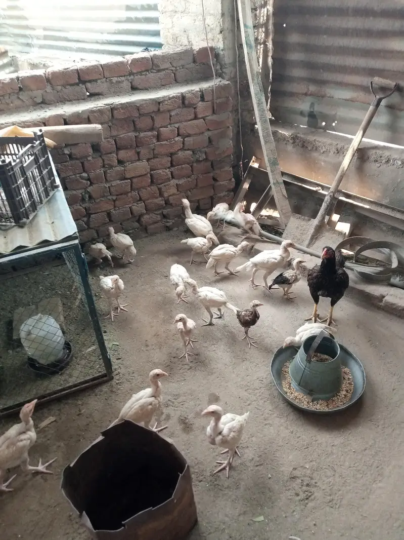 Aseel heera chicks/high quality aseel chicks/Paperwhite heera — photo 2