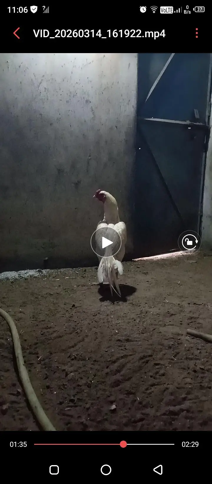 Aseel heera chicks/high quality aseel chicks/Paperwhite heera — photo 3